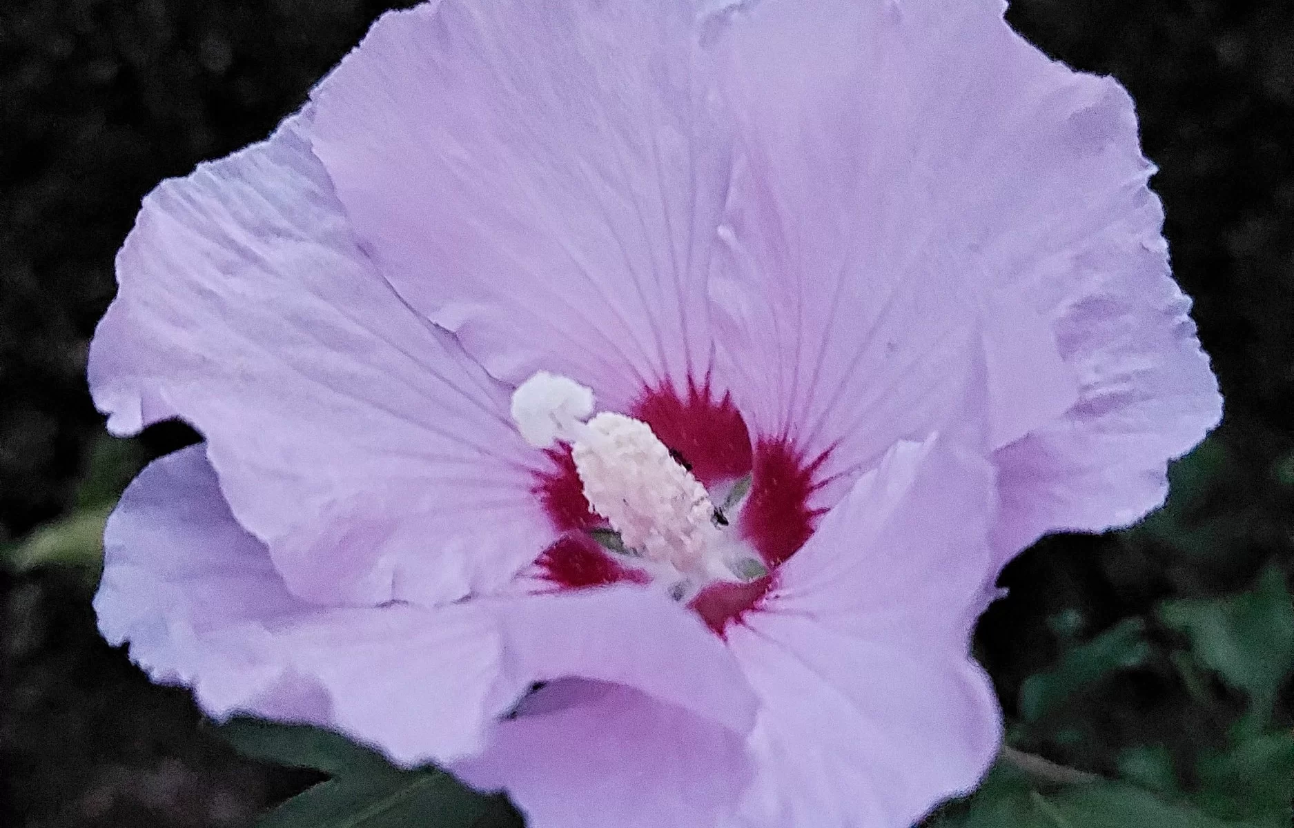 Hibisus 2